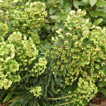 Euphorbia 'Blackbird'