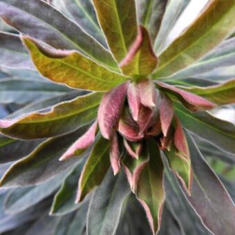 Euphorbia 'Blackbird'