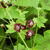 Geranium phaeum ‘Springtime’