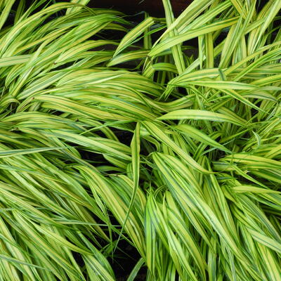 Hakonechloa macra 'Aureola' - HERBE DU JAPON , HERBE D'HAKONE 'AUREOLA' - Hakonechloa macra 'Aureola'