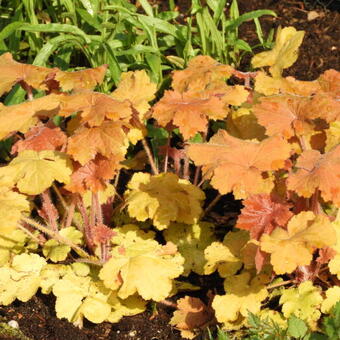 Heuchera 'Caramel'