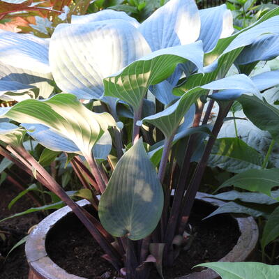 Hosta 'Mr. Blue' - 