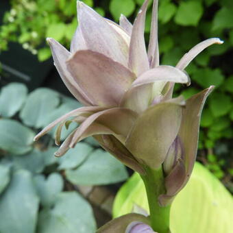 Hosta 'Sum and Substance'