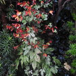 Ipomoea lobata - 