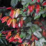 Ipomoea lobata - Sternwinde