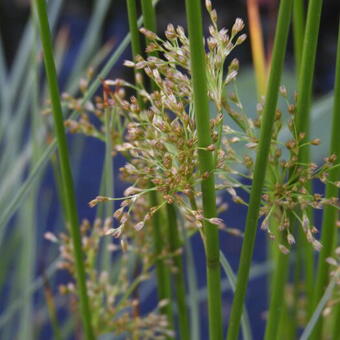 Juncus effusus