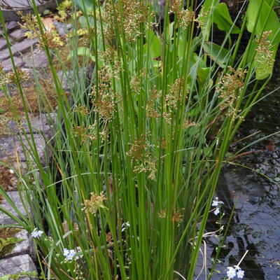 Flatter-Binse - Juncus effusus