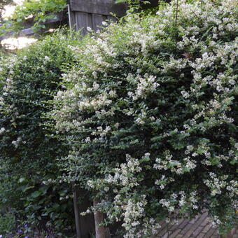 Ligustrum delavayanum