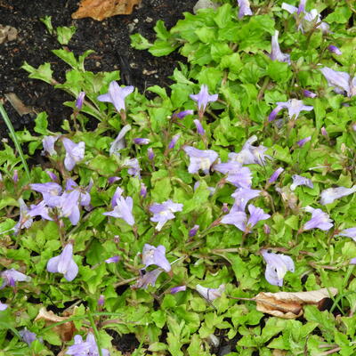 MAZUS RAMPANT, - Mazus reptans