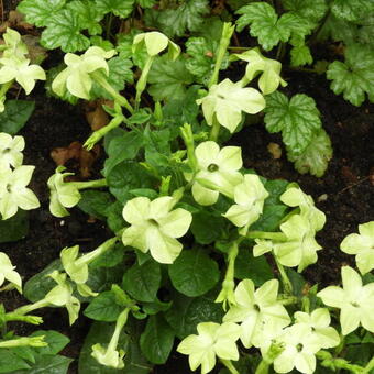 Nicotiana alata 'Lime Green'