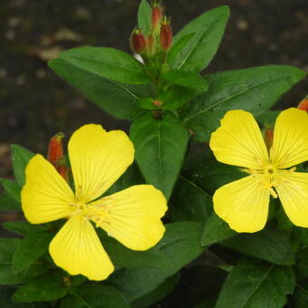 Oenothera tetragona