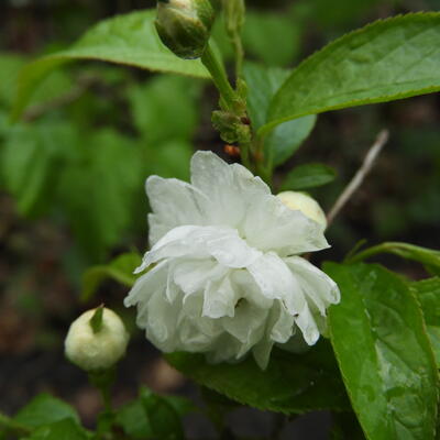 Prunus glandulosa 'Alba Plena'  - Prunus glandulosa 'Alba Plena' 