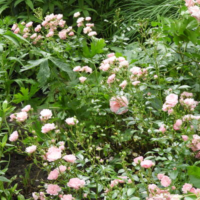 Rosa 'The Fairy' - ROSIER 'THE FAIRY', ROSE 'FÉÉRIE' - Rosa 'The Fairy'