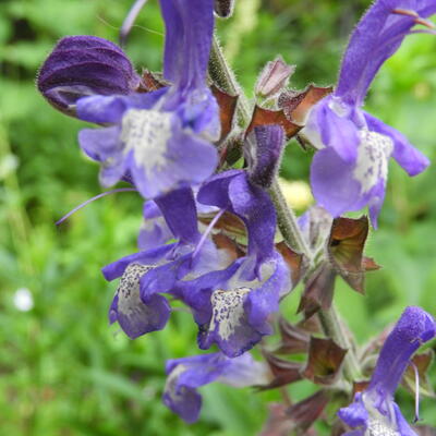 Salvia forsskaolei - 