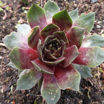 Hauswurzen - Sempervivum