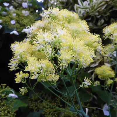 Thalictrum flavum subsp. glaucum