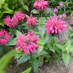 Monarda didyma 'BALMY Pink' - 