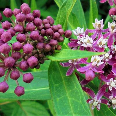 Asclepias incarnata 'Cinderella' - Asclepias incarnata 'Cinderella'