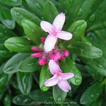 Daphne x napolitana 'Meon' - 