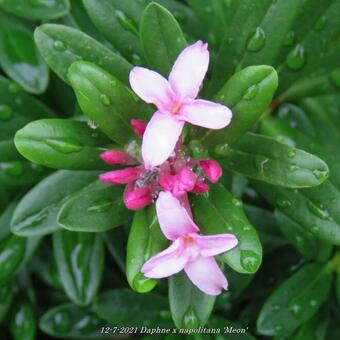 Daphne x napolitana 'Meon'