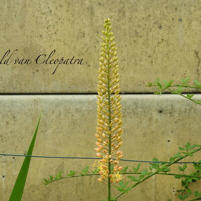 Eremurus himalaicus - 