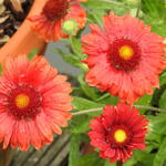 Gaillardia x grandiflora 'MESA Red' - 