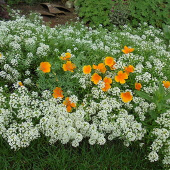 Lobularia maritima