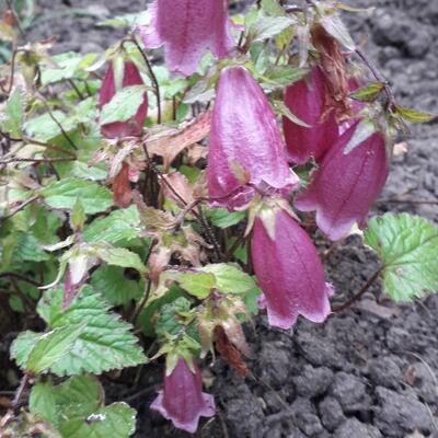 Campanula 'Mariël Red Bells' - 