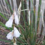 Dierama 'Pink Rocket' - 