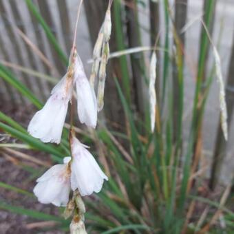 Dierama 'Pink Rocket'