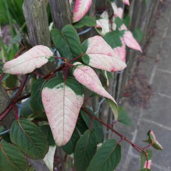 Actinidia tetramera var. maloides