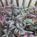 Athyrium niponicum pictum 'Burgundy Lace' - 