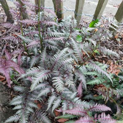 Athyrium niponicum pictum 'Burgundy Lace'