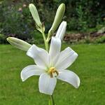 Lilium candidum - Madonnen-Lilie