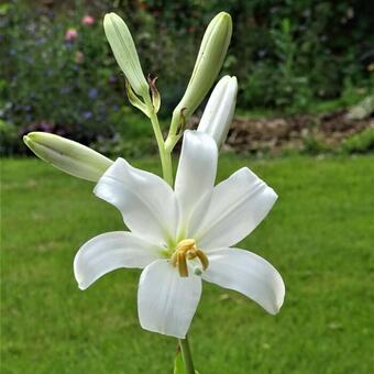 Lilium candidum