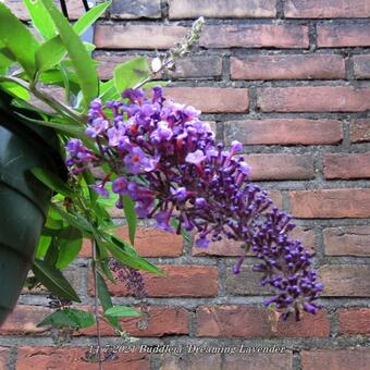 Buddleja 'Dreaming Lavender'