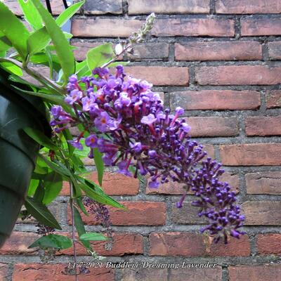 Buddleja 'Dreaming Lavender' - 