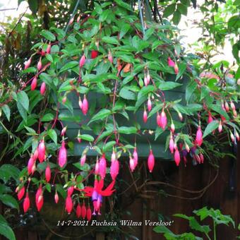 Fuchsia 'Wilma Versloot'