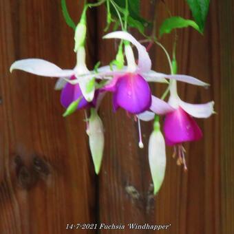 Fuchsia 'Windhapper'