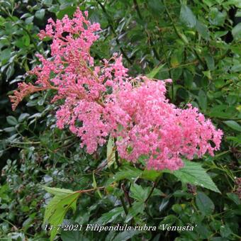 Filipendula rubra 'Venusta'