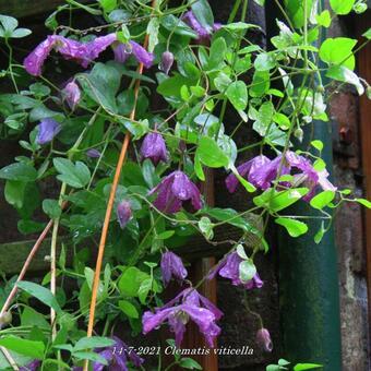 Clematis viticella