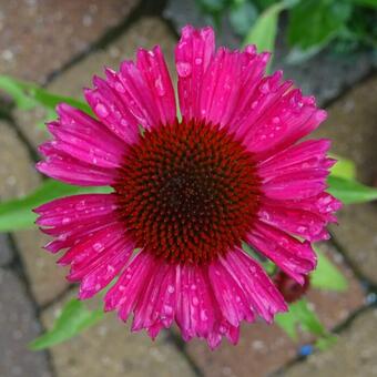 Echinacea purpurea 'SENSATION Pink'