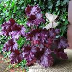 Heuchera 'Shanghai' - 