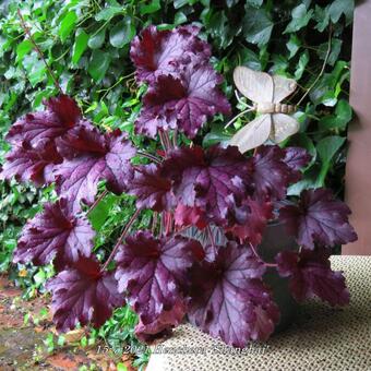 Heuchera 'Shanghai'