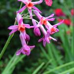 Tulbaghia 'Moya' - 