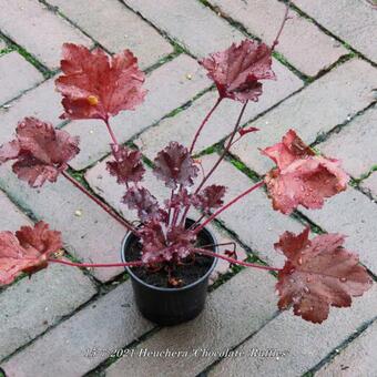 Heuchera 'Chocolate 'Ruffles'