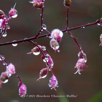 Heuchera 'Chocolate 'Ruffles'