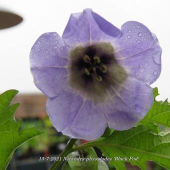 Nicandra physalodes 'Black Pod'