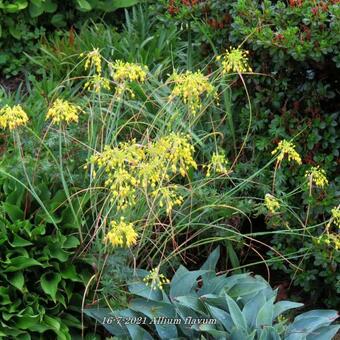 Allium flavum