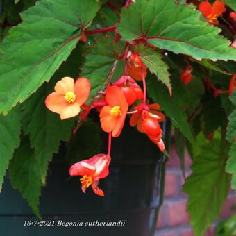 Begonia sutherlandii